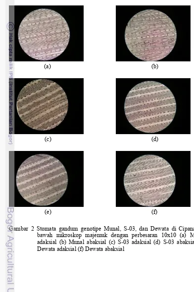Gambar 2 Stomata gandum genotipe Munal, S-03, dan Dewata di Cipanas di    