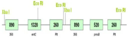 Gambar 1. Peta  plasmid kaset penyandi asam  salisilat pmsB dan entC  