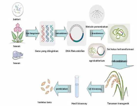 Gambar 2. Prosedur untuk mengembangkan tanaman padi transgenik. (Choi et al. 2005) 