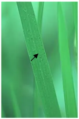 Gambar 3 . Daun padi CO39 , bintik hitam  menunjukan sel M. grisea yang  mati 
