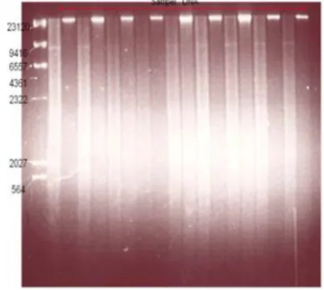 Gambar 11.Hasil pemotongan plasmid genom  dengan enzim Hind III yang  disusun antara DNA potongan dan  DNA tidak dipotong 