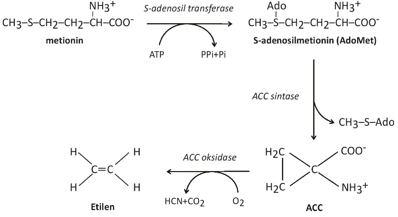 Gambar 1. Biosintesis etilen pada tanaman (Diringkas dan digambar ulang dari Ose et al