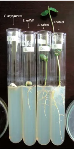 Gambar 7. Hambatan pertumbuhan tanaman kedelai pada media agar semi-padat yang diinfestasi dengan cendawan patogen F