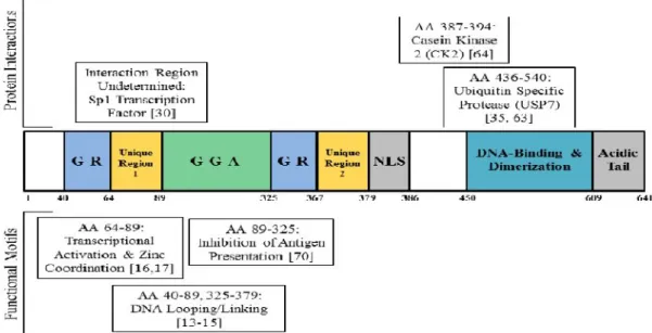 Gambar 2.5. Struktur representasi EBNA-1 dengan domain protein berikatan(Smith, 2013)