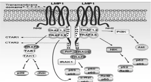 Gambar 2.3. Latent Membran Protein-1(LMP-1) (Dikutip dari Johanson,2007). 