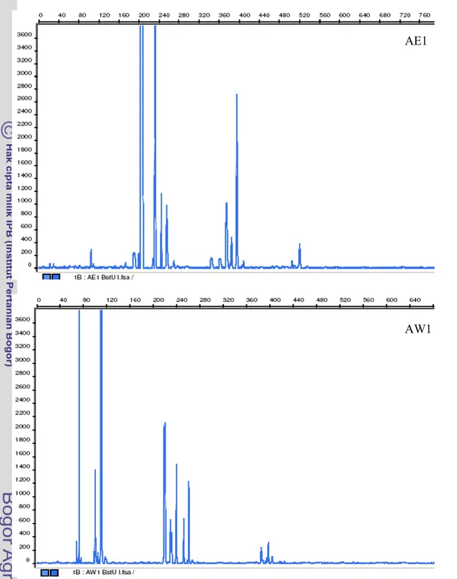 Gambar 10  Profil TRF gen 16S rRNA bakteri AE1 (1 jam perendaman kedelai tempe    EMP) dan AW1 (1 jam perendaman kedelai tempe WJB) yang dipotong  dengan enzim restriksi BstUI