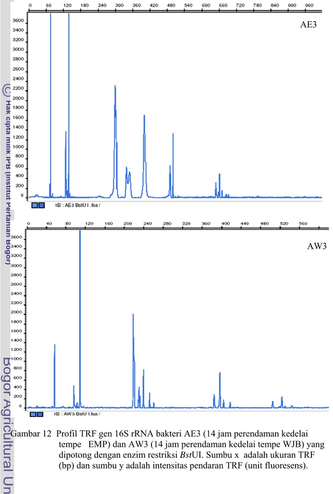 Gambar 12  Profil TRF gen 16S rRNA bakteri AE3 (14 jam perendaman kedelai  tempe   EMP) dan AW3 (14 jam perendaman kedelai tempe WJB) yang  dipotong dengan enzim restriksi BstUI