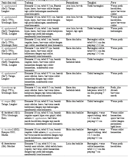 Tabel 1.  Karakterisasi morfologi Ganoderma spp. dari Hutan Taman Wisata Alam Sibolangit, Hutan Taman Nasional Gunung Leuser dan Medan 