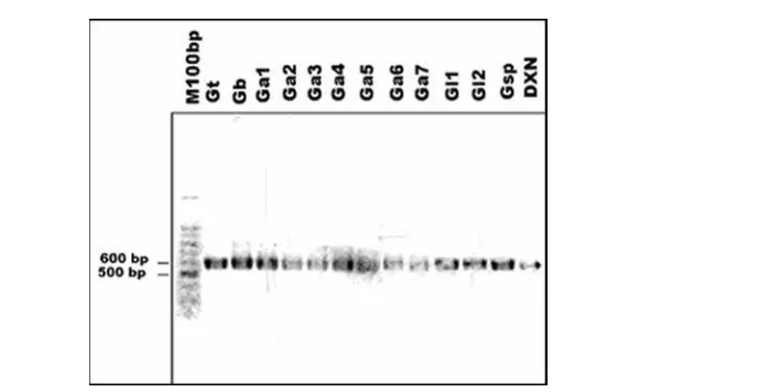Gambar 1. Profil DNA Ganoderma spp. hasil amplifikasi dengan menggunakan primer ITS1 dan ITS4 