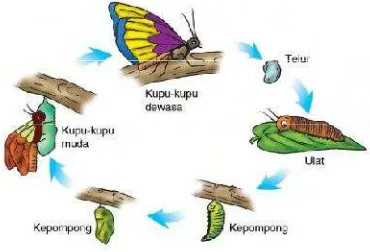 Gambar tersebut menunjukkan metamorfosis sempurna pada kupu-