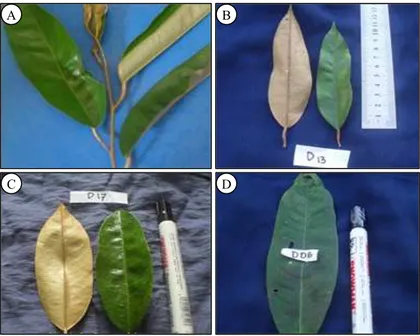 Gambar 1.  Morfologi helaian daun durian. A = susunan daun alternate, B = bentuk daun ovate,  C = bentuk daun oblong, D = bentuk daun ellips