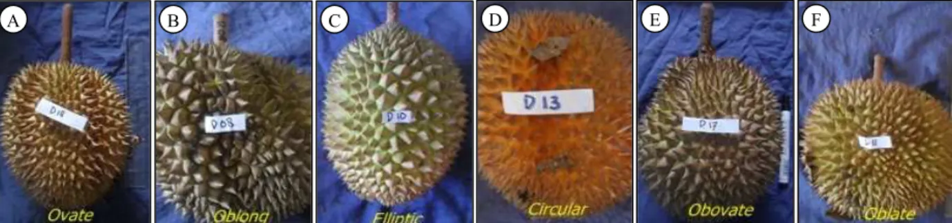 Gambar 5. Enam tipe buah durian. A = ovate, B = oblong, C = ellips, D = circular, E = obovate, F = oblatate