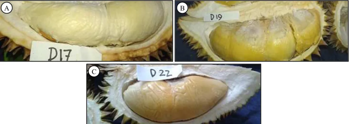 Gambar 12. Tiga warna daging buah durian. A = putih, B = kuning, C = kuning dengan warna sekunder kuning tua