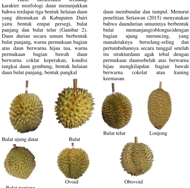 Gambar 2. Bentuk helaian daun durian di Kabupaten Dairi  Hasil  identifikasi  terhadap 