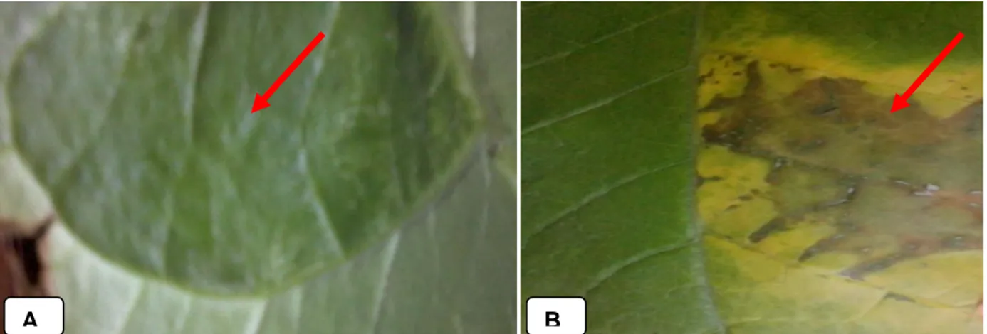 Gambar  2.  Reaksi  hipersensitif  isolat  bakteri  Xoo  pada  tanaman  tembakau  :  A