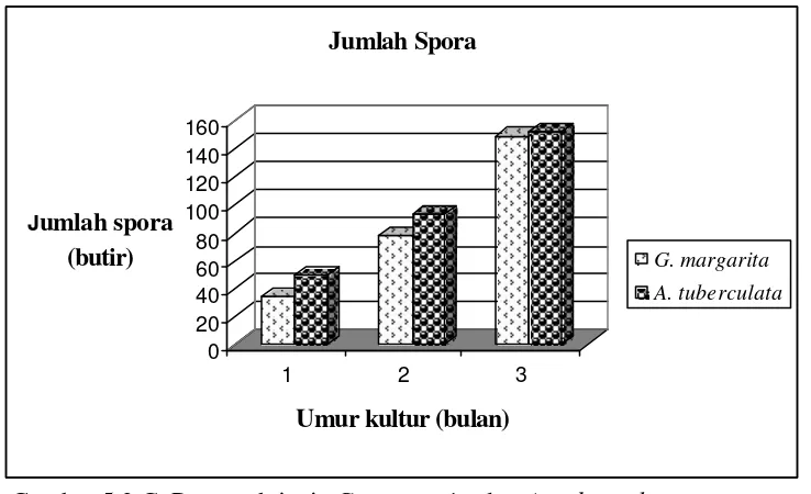 Gambar 5.2.D. Pengaruh jenis G. margarita dan A. tuberculata terhadap persentase infeksi akar umur 3, 4 dan 5 bulan setelah tanam 