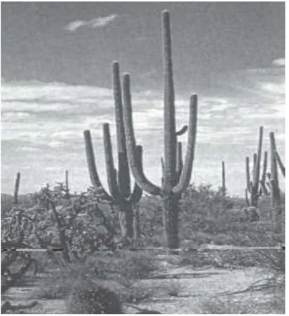 Gambar. Tanaman kaktus 