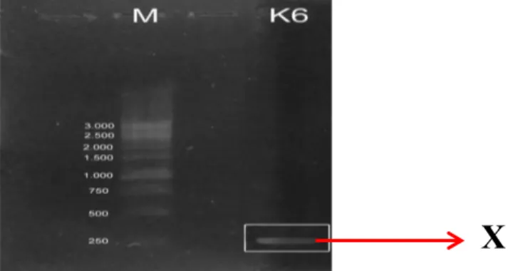 Gambar  1.  Elektroforegram  isolat  DNA  Klebsiella  pneumoniae  K6  dari  pasien  ISPA Rumah  Sakit Siloam  Karawaci  Tangerang-Banten