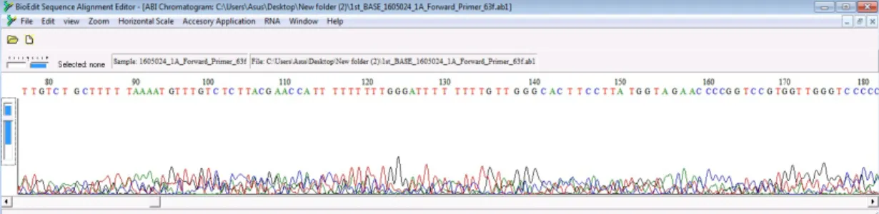 Gambar  3.  Elektroforegram  Sekuen  Gen  16S  rRNA  dari  bakteri  Klebsiella  pneumoniae  K6  dari  pasien  ISPA  Rumah  Sakit  Siloam  Karawaci  Tangerang-Banten dengan Primer Reverse 1387r 