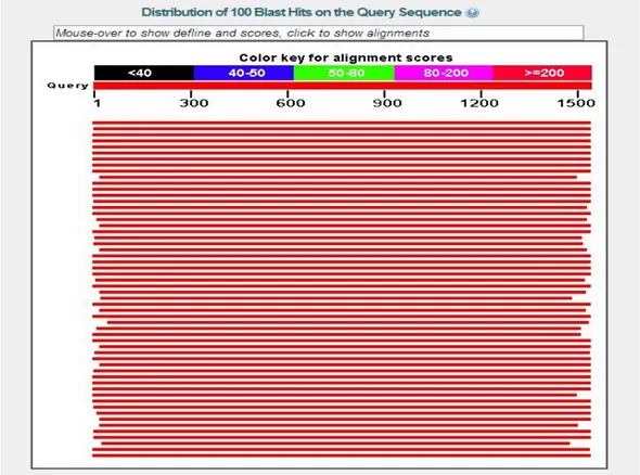 Gambar  5.  Hasil  Uji  Spesifitas  Sekuen  Gen  16S  rRNA  bakteri  Klebsiella  pneumoniae K6 dari pasien ISPA Rumah Sakit Siloam Karawaci  Tangerang-Banten  terhadap  Primer  63f  dan  1387r  Dengan  BLASTN 