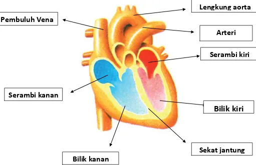 Gambar jantung 