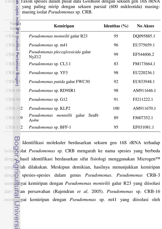 Tabel 4 Taxon spesies dalam pusat data GenBank dengan sekuen gen 16S rRNA  yang  paling  mirip  dengan  sekuen  parsial  (600  nukleotida)   masing-masing isolat Pseudomonas sp