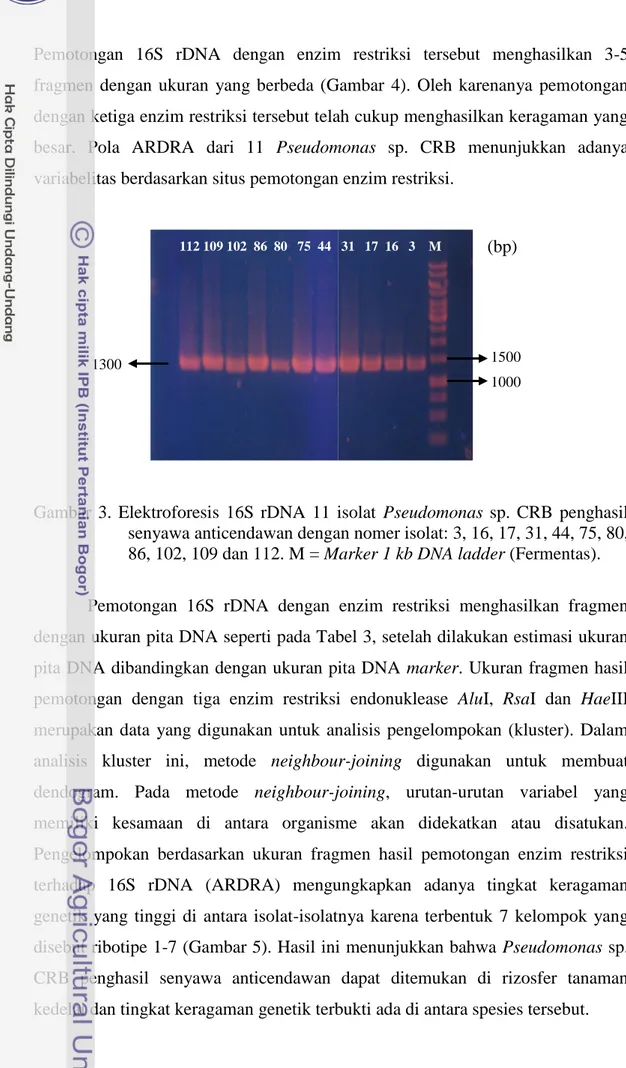Gambar  3.  Elektroforesis  16S  rDNA  11  isolat  Pseudomonas  sp.  CRB  penghasil  senyawa anticendawan dengan nomer isolat: 3, 16, 17, 31, 44, 75, 80,  86, 102, 109 dan 112