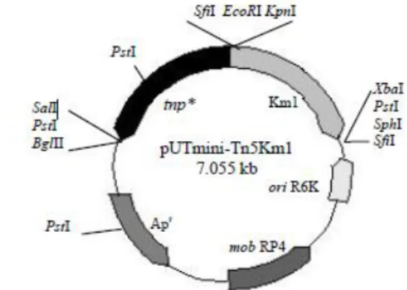 Gambar 1 Peta plasmid pUTmini-Tn5Km1 (7.055 kb) 