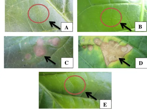 Gambar  3   Respon  pada  daun  tembakau  yang  dinokulasikan  dengan  isolat  E.coli  DH5α  (A),  akuades  steril  (B),  STG  21(C),  mutan  hasil  transposon  hipersensitif  positif  (D)  dan  mutan  hipersensitif  negatif  (E)  
