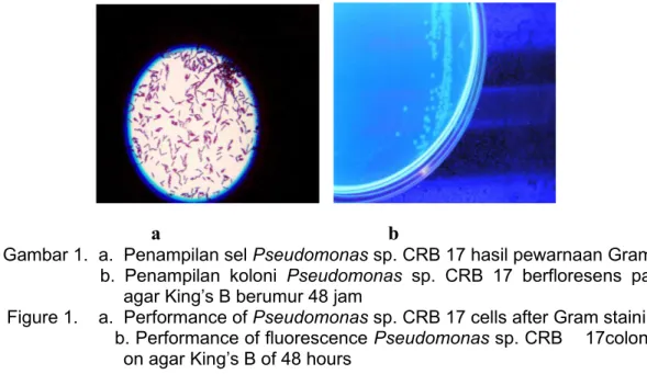 Figure 1.    a.  Performance of Pseudomonas sp. CRB 17 cells after Gram staining                                  b