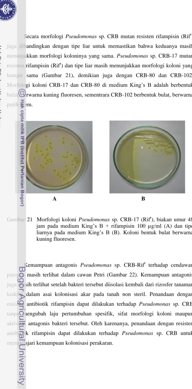 Gambar  21    Morfologi  koloni  Pseudomonas  sp.  CRB-17  (Rif r ),  biakan  umur  48  jam  pada  medium  King‟s  B  +  rifampisin  100  µg/ml  (A)  dan  tipe  liarnya  pada  medium  King‟s  B  (B)