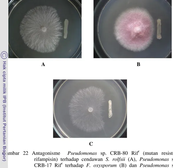 Gambar  22  Antagonisme    Pseudomonas  sp.  CRB-80  Rif r   (mutan  resisten  rifampisin)  terhadap  cendawan  S