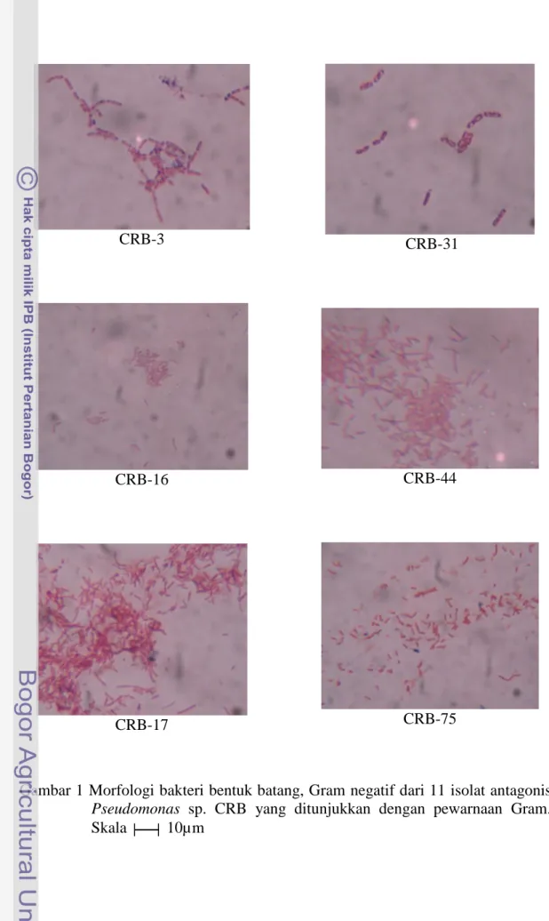 Gambar 1 Morfologi bakteri bentuk batang, Gram negatif dari 11 isolat antagonis  Pseudomonas  sp