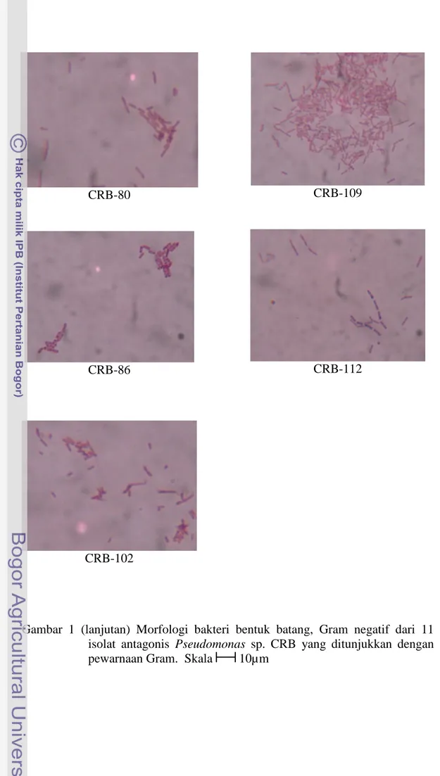 Gambar  1  (lanjutan)  Morfologi  bakteri  bentuk  batang,  Gram  negatif  dari  11  isolat  antagonis  Pseudomonas  sp