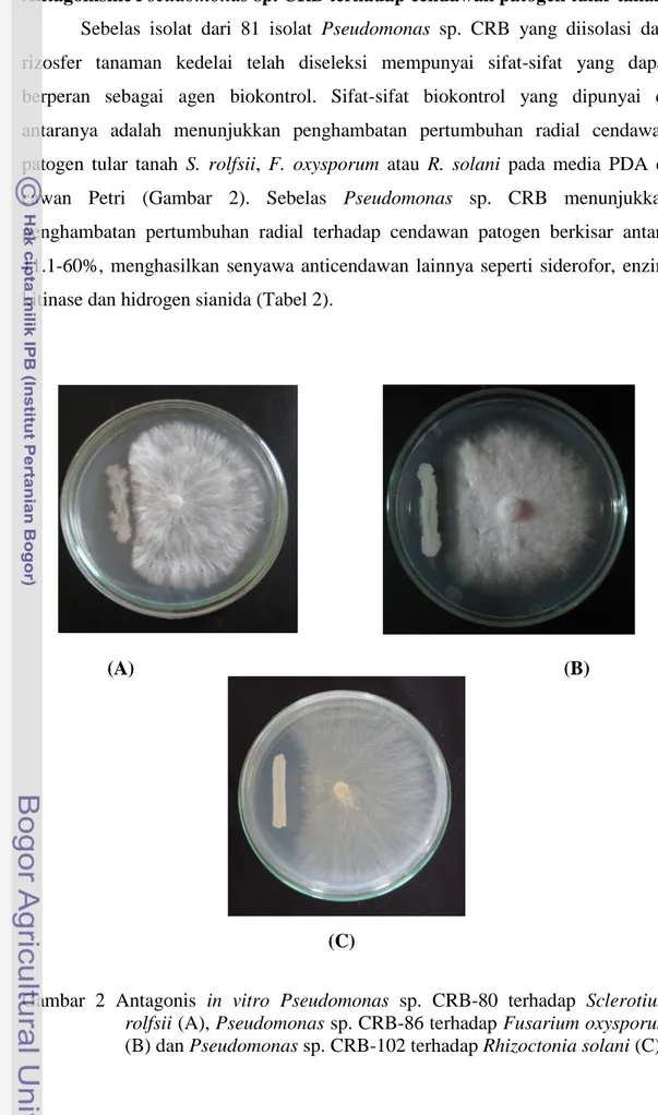 Gambar  2  Antagonis  in  vitro  Pseudomonas  sp.  CRB-80  terhadap  Sclerotium  rolfsii (A), Pseudomonas sp