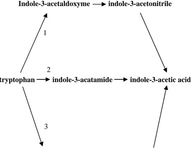 Gambar 1  Lintasan sintesis IAA yang bergantung Triptofan1. melalui Indole-3-