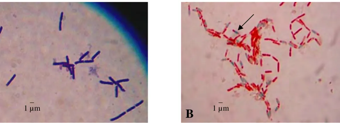 Gambar 2  Penampilan sel  Bacillus sp. menunjukkan (A) Gram positif berbentuk  batang pada perbesaran 1000 kali, (B) Endospora (hijau, anak panah) 
