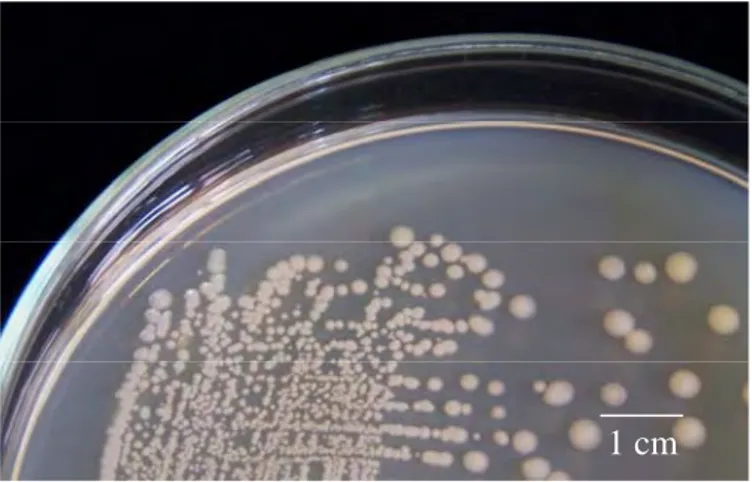 Gambar 3  Penampilan koloni isolat Bacillus sp. Cr-4 pad media Nutrien agar 