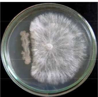 Gambar 10  Penghambatan pertumbuhan Sclerotium rolsfii oleh Bacillus sp. Cr-  55 pada media Potato Dextrose Agar setelah 4 hari inkubasi pada  suhu ruang