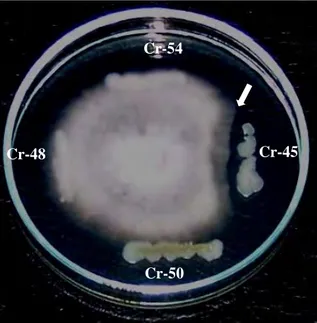 Gambar 11  Penghambatan pertumbuhan Fusarium oxysporum oleh Bacillus sp.  Cr-45 pada media Potato Dextrose Agar (PDA) setelah inkubasi 7  hari pada suhu ruang