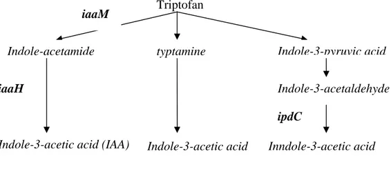 Gambar 1  Diagram alir lintasan biosintesis IAA pada Bakteri (Hartman et al.                    1983; Brandl et al