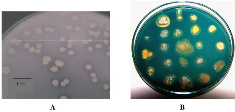 Gambar 2 Isolat Bacillus sp. Cr 90 yang ditumbuhkan pada media Phikovskaya dan diinkubasikan selama 3 hari pada suhu ruang  mempunyai kemampuan  melarutkan fosfat yang ditandai dengan terbentuknya zona bening di sekeliling koloni bakteri (A); (B)  penampil