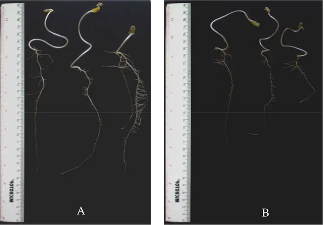 Gambar 3 Panjang akar dan jumlah akar kecambah kedelai kultivar Slamet berumur 7 hari pada media agar-agar 1%; (A) kecambah  diinokulasi dengan Bacillus sp Cr 69; (B) kontrol