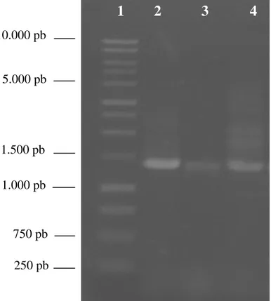 Gambar 5  Elektroforesis gel Agarose 1% dari gen 16S rRNA hasil amplifikasi PCR sebanyak  30 siklus menggunakan  primer 63f  dan   1387r   memiliki panjang basa nukleotida ± 1.3 kb; Ket: 1 = marker; 2 = Cr 71; 3 = Cr 69; 4 = Cr 64; 5 = Cr 66; 6 = Cr 67;   