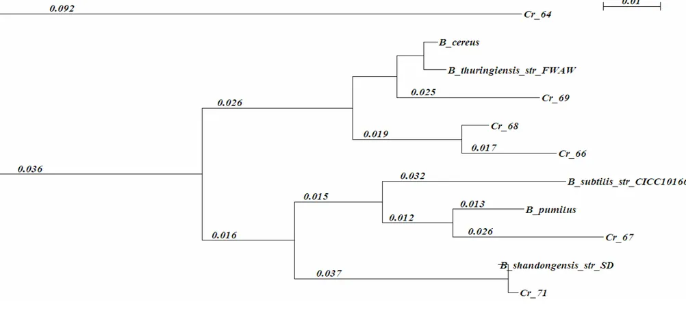 Gambar 6    Dendrogram pohon filogenetik yang mengindikasikan kekerabatan dari 6 isolat berdasarkan sekuen parsial gen 16S rRNA  hasil amplifikasi PCR dengan isolat dari GenBank (angka di atas garis cabang menunjukkan panjang percabangan yang  mengindikasi