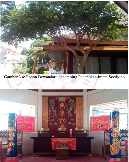 Gambar 3.4: Pohon Dewandaru di samping Padepokan Imam Soedjono 