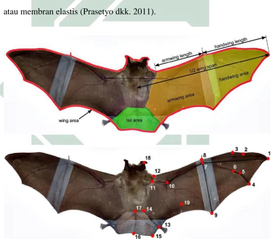 Gambar 2.1 Penampang Morfologi Tubuh Kelelawar   Sumber : Schmieder et al., 2015 