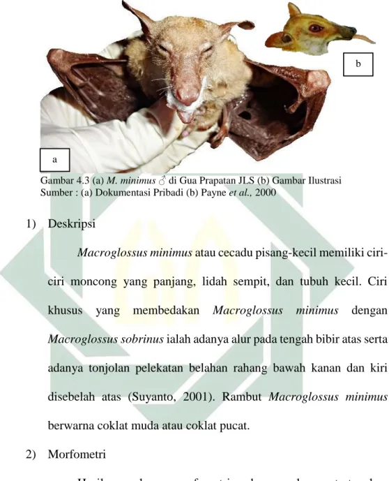Gambar 4.3 (a) M. minimus ♂ di Gua Prapatan JLS (b) Gambar Ilustrasi  Sumber : (a) Dokumentasi Pribadi (b) Payne et al., 2000 