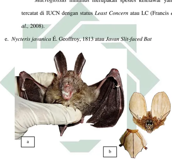 Gambar 4.4 (a) N. javanica ♂ di Gua Prapatan JLS (b) Gambar Ilustrasi Sumber : (a) Dokumentasi Pribadi (b) Payne et al., 2000 