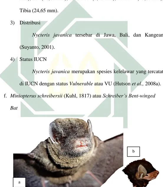 Gambar 4.5 (a) M. schreibersii ♂ di Gua Krompyang (b) Gambar Ilustrasi  Sumber : (a) Dokumentasi Pribadi (b) Payne et al., 2000 